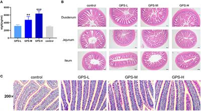 Effects of Glycyrrhiza Polysaccharides on Chickens' Intestinal Health and Homeostasis